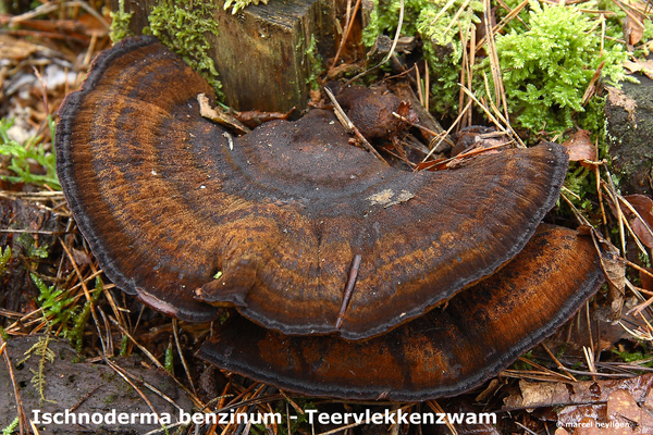 Ischnoderma-benzinum_Teervlekkenzwam_MH20100204_9423-8-He