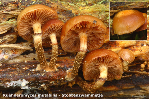 Kuehneromyces-mutabilis_Stobbenzwammetje_MH20100930_027148-8Ag