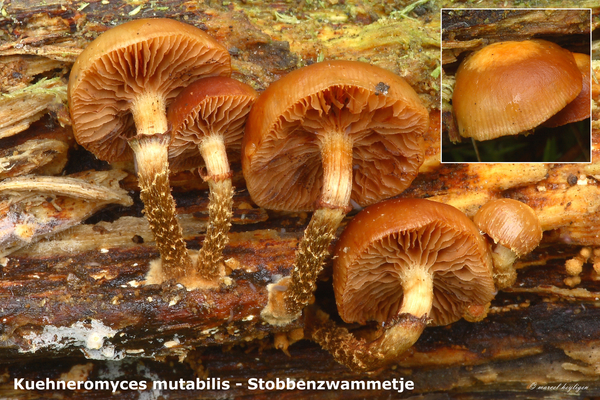 Kuehneromyces-mutabilis_Stobbenzwammetje_MH20100930_027148-8Ag