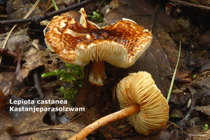 Lepiota-castanea-Kastanjeparasolzwam_MH20100926_027028-8Ag