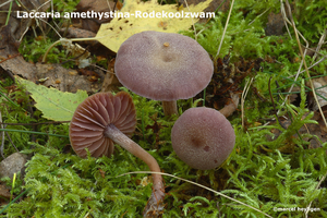 Laccaria amethystina-Rodekoolzwam-MH20101005_027464-4-Ag