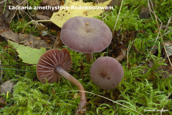 Laccaria amethystina-Rodekoolzwam-MH20101005_027464-4-Ag