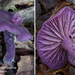 Laccaria-amethystina_Rodekoolzwam_MH20100915_026682-8Ag
