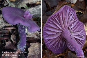 Laccaria-amethystina_Rodekoolzwam_MH20100915_026682-8Ag