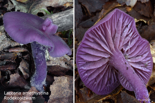 Laccaria-amethystina_Rodekoolzwam_MH20100915_026682-8Ag