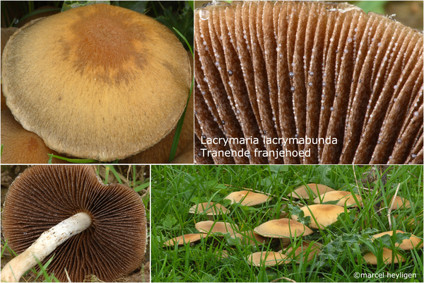 Lacrymaria lacrymabunda-Tranende franjehoed-MH20101004_027542-4-A