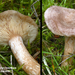 Lactarius-glyciosmus_Kokosmelkzwam_MH20100930_027158-8Ag