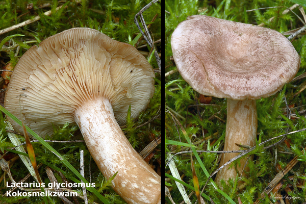 Lactarius-glyciosmus_Kokosmelkzwam_MH20100930_027158-8Ag