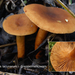 Lactarius-lacunarum-Greppelmelkzwam_MH20100819_025497-8Ag