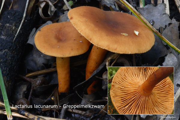Lactarius-lacunarum-Greppelmelkzwam_MH20100819_025497-8Ag
