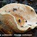 Lactarius-pubescens-Donzige-melkzwam-MH20101031_028302-8-Ag