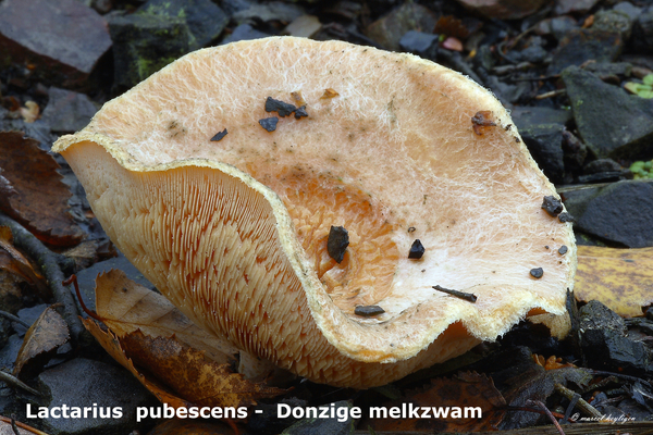 Lactarius-pubescens-Donzige-melkzwam-MH20101031_028302-8-Ag