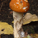 Leccinum albostipitatum-Rosse populierboleetMH20101007_027507-8-A
