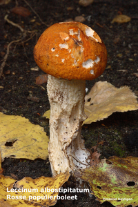 Leccinum albostipitatum-Rosse populierboleetMH20101007_027507-8-A