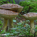 Leccinum-molle_MH20100908_026284-8-Ag