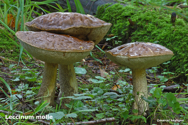 Leccinum-molle_MH20100908_026284-8-Ag