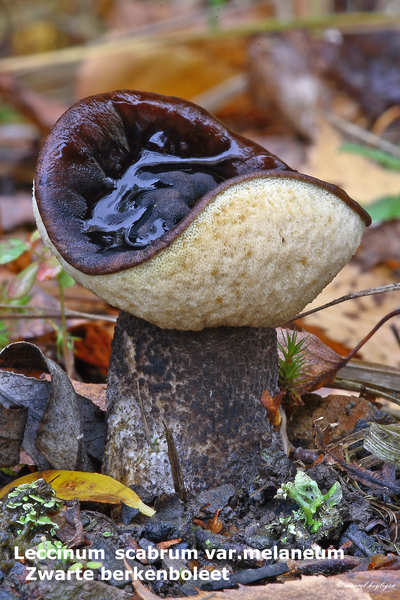 Leccinum-scabrum-var-melaneum-Zwarte-berkenboleet-MH20101031_0283