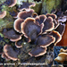 Lentinellus-ursinus_Fluweelzaagplaat_MH20091108_6850-8Ap