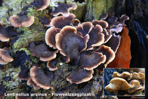 Lentinellus-ursinus_Fluweelzaagplaat_MH20091108_6850-8Ap