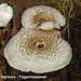 Lentinus-tigrinus_Tijgertaaiplaat_MH20100722_024602-8Ag