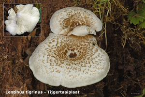 Lentinus-tigrinus_Tijgertaaiplaat_MH20100722_024602-8Ag