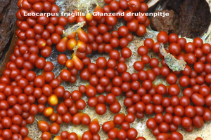 Leocarpus-fragilis_Glanzend-druivenpitje_MH20100916_026716-8My