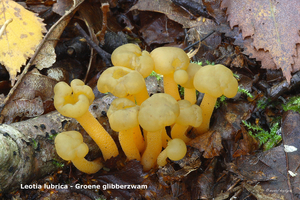 Leotia-lubrica_Groene-glibberzwamMH20101003_027276-8As
