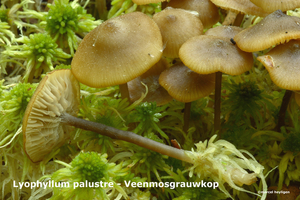 Lyophyllum-palustre_Veenmosgrauwkop_MH20100520_021374-8-Ag