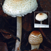 Lepiota-cristata-var-cristata_Stinkparasolzwam_MH20100826_025781-