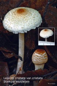 Lepiota-cristata-var-cristata_Stinkparasolzwam_MH20100826_025781-