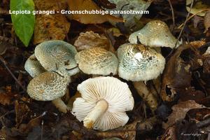 Lepiota-grangei_Groenschubbige-parasolzwam_MH0100930_027169-8Ag