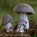 Lepista-nuda-f-nuda-Paarse-schijnridderzwam-MH20081108_4043-8-Ag