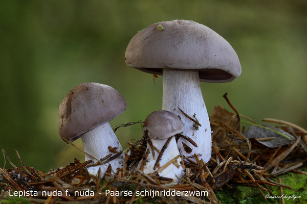Lepista-nuda-f-nuda-Paarse-schijnridderzwam-MH20081108_4043-8-Ag