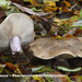 Lepista-saeva-Paarssteelschijnridderzwam-MH20101111_028423-8-Ag