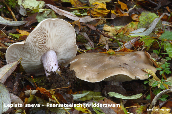 Lepista-saeva-Paarssteelschijnridderzwam-MH20101111_028423-8-Ag