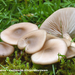 Lepista-sordida-Vaalpaarse-schijnridderzwam-MH20101112_028471-8-A