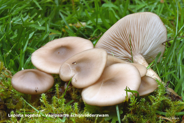 Lepista-sordida-Vaalpaarse-schijnridderzwam-MH20101112_028471-8-A