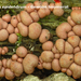 Lycogala-epidendrum_Gewoon-boomwrat_MH20100520_021338-8-My