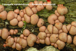 Lycogala-epidendrum_Gewoon-boomwrat_MH20100520_021338-8-My