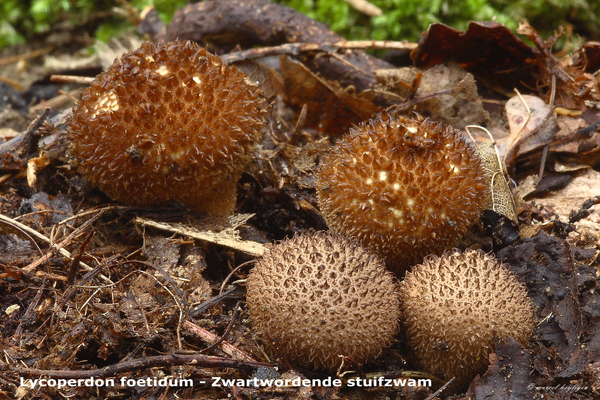 Lycoperdon-foetidum_Zwartwordende-stuifzwam_MH20100919_026838-8Ga
