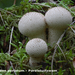 Lycoperdon-perlatum_Parelstuifzwam_MH20100916_026770-8Ga