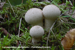 Lycoperdon-perlatum_Parelstuifzwam_MH20100916_026770-8Ga