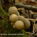 Lycoperdon-pyriforme_Peervormige-stuifzwam_MH20100926_027067-8Ga