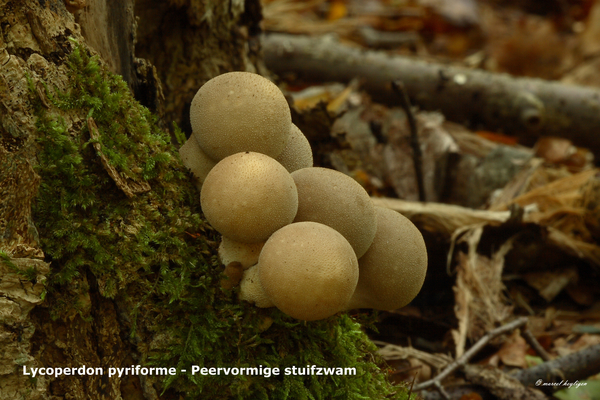 Lycoperdon-pyriforme_Peervormige-stuifzwam_MH20100926_027067-8Ga