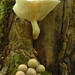 Lycoperdon-pyriforme_Peervormige-stuifzwamMH20100926_027070-8