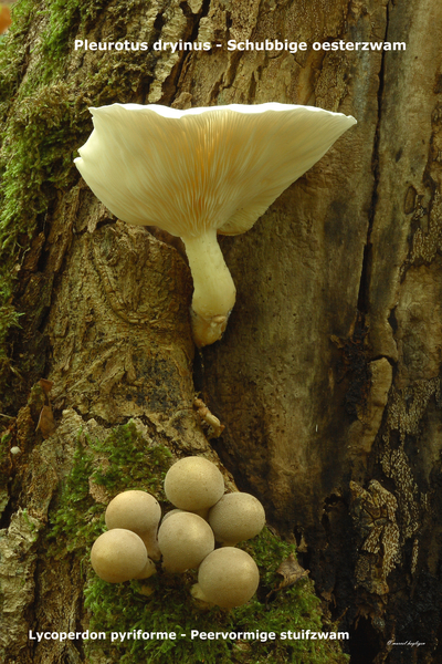 Lycoperdon-pyriforme_Peervormige-stuifzwamMH20100926_027070-8