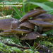 Lyophyllum-anthracophilumRondsporig-pekzwammetje-MH20101105_02840