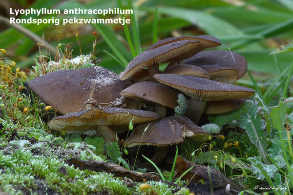 Lyophyllum-anthracophilumRondsporig-pekzwammetje-MH20101105_02840