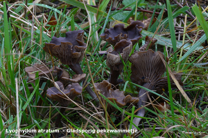 Lyophyllum-atratum-Gladsporig-pekzwammetje-MH20101105_028421-8-bp