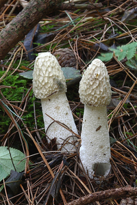 MH_20100908_026329-8-Phallus-impudicus-Grote-stinkzwam